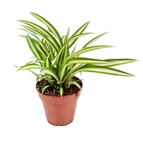 House Plant - Spider Plant - Atlantic - 12 cm Pot size - 20-30 cm Tall - Chlorophytum Comosum - Indoor Plant