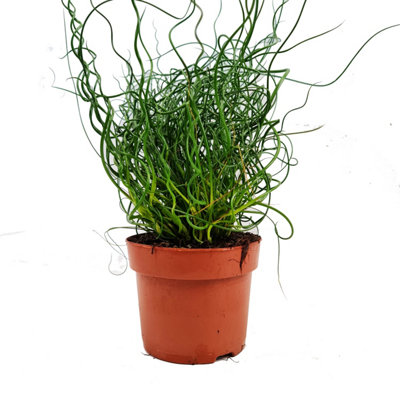 Corkscrew grass clearance