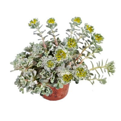 House Plant - Stonecrops Sedum - Cape Blanco - 8 cm Pot size - Sedum Spathulifolium - Indoor Plant