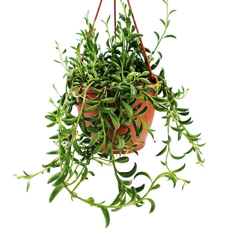 House Plant - String Of Beans - 12 cm (Hanging) Pot size - 20-30 cm ...