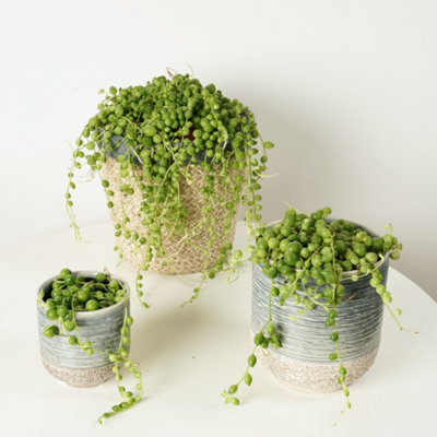 House Plant - String Of Pearls - 8 cm Pot size - Below 10 cm Tall ...