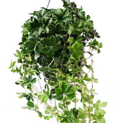 House Plant - Sugar Vine - Verona - 12 cm Pot size - 10-20 cm Tall - Parthenocissus Inserta/Clematicissus Striata  - Indoor Plant