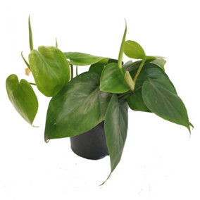 House Plant - Sweetheart Plant - 12 cm Pot size - 10-20 cm Tall - Philodendron Scandens - Indoor Plant