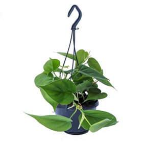 House Plant - Sweetheart Plant - 19 cm (Moss Pole) Pot size - 90-110 cm Tall - Philodendron Scandens - Indoor Plant