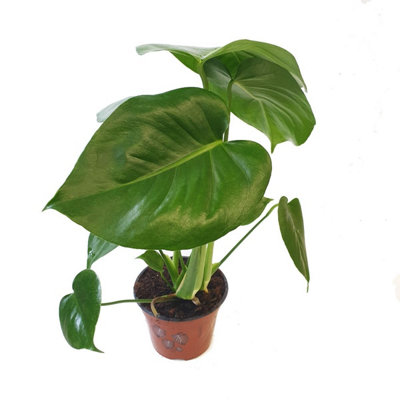 buy monstera deliciosa sydney Monstera Deliciosa Plant