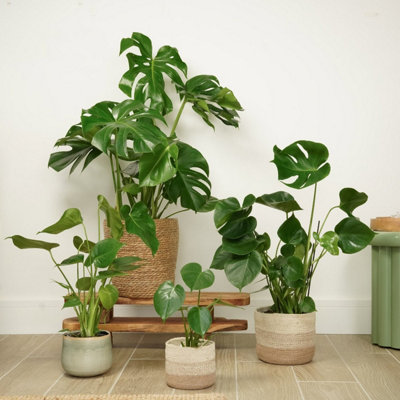 House Plant - Swiss Cheese Plant - 27 cm (Bush) Pot size - 70-90 cm Tall -  Monstera Deliciosa -