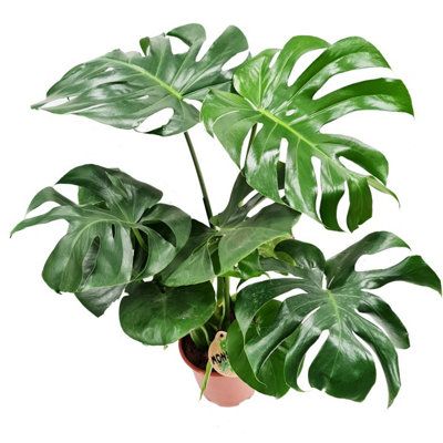 philodendron florida beauty magic mask Philodendron Florida Beauty main image 1