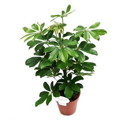 House Plant Umbrella Tree Nora 17cm (Mosspole) Pot size 5070