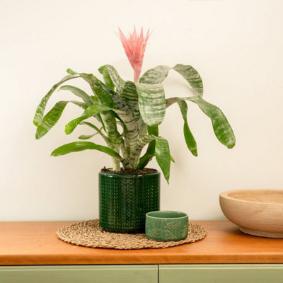 HOUSE PLANT - URN PLANT - PRIMERA - 15 CM POT SIZE - 50-70 CM TALL -  AECHMEA FASCIATA - INDOOR PLANT
