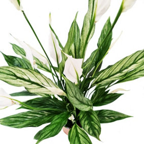 House Plant - Variegated Peace Lily - Silver Cupido - 17 cm Pot size - 50-70 cm Tall - Spathiphyllum wallisii - Indoor Plant