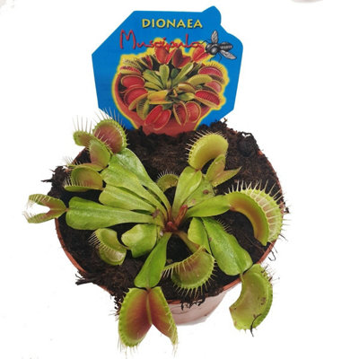 1 X Dionea Venus Fly Trap Indoor Carnivorous Plant Ideal for Home or Office  9cm -  Hong Kong