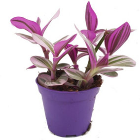 House Plant - Wandering Dude - Nanouk - 19 cm Pot size - 20-30 cm Tall - Tradescantia Albiflora - Indoor Plant