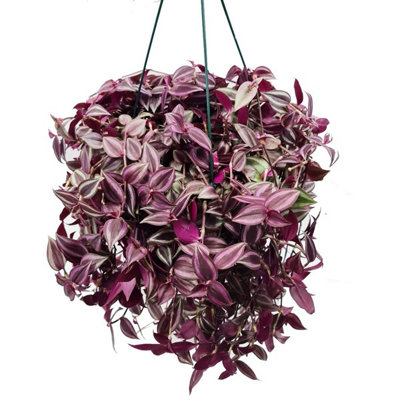 House Plant - Wandering Dude - Purple Jewel - 17 cm (Hanging) Pot size -  20-30 cm Tall - Tradescantia Albiflora - Indoor Plant