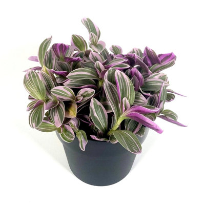 House Plant - Wandering Dude - Sweetness - 10 cm Pot size - 10-20 cm ...