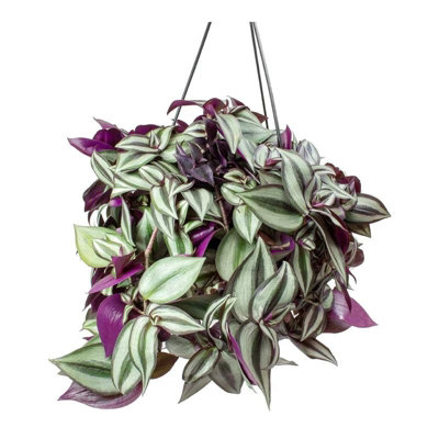 Tradescantia Cadente cm 90