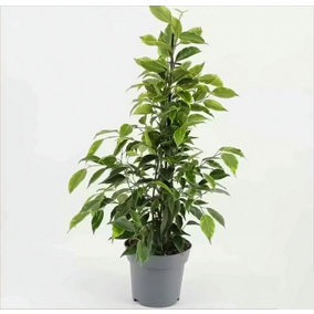 House Plant - Weeping Fig - Anastasia - 14 cm Pot size - 50-70 cm Tall - Ficus Benjamina - Indoor Plant