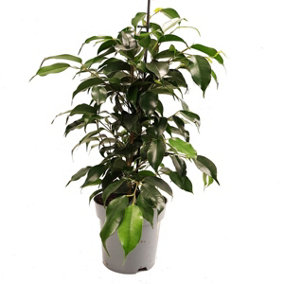 House Plant - Weeping Fig - Danielle - 14 cm Pot size - 40-50 cm Tall - Ficus Benjamina - Indoor Plant