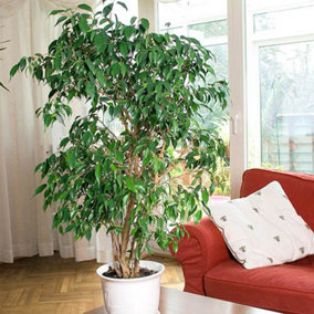 House Plant, Weeping Fig, Ficus benjamanica Exotica, 21cm Pot 90cm Tall, Large Bush