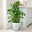 House Plant, Weeping Fig, Ficus benjamanica Exotica, 21cm Pot 90cm Tall, Large Bush