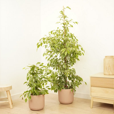 Ficus benjamina 'Danielle' in Colorado
