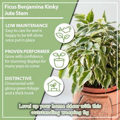 House Plant Weeping Figs, Set of Three Ficus benjamina Kinky with Jute  Stem, Indoor Plants in