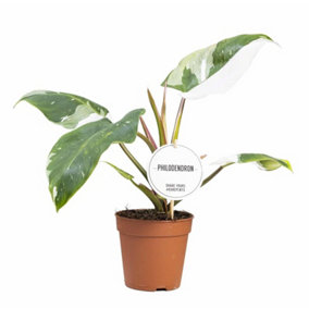 House Plant - White Princess Philo - Rare Plant - 12 cm Pot size - 20-30 cm Tall - Philodendron Erubescens  - Indoor Plant