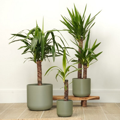 House Plant - Yucca - 14 cm Pot size - 50-70 cm Tall - Yucca Elephantipes -  Indoor Plant