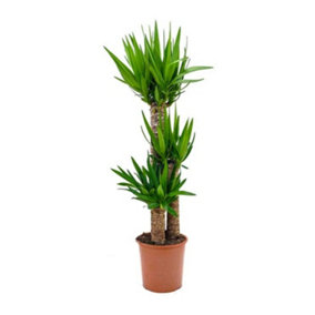 House Plant - Yucca - 21 cm Pot size - 110-130 cm Tall - Yucca Elephantipes - Indoor Plant