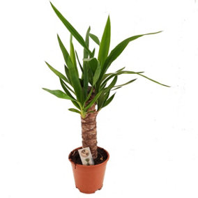 House Plant - Yucca - 24 cm Pot size - 110-130 cm Tall - Yucca Elephantipes - Indoor Plant