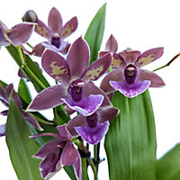 House Plant - Zygopetalum Orchid - Blue - 12 cm (Not In Flower) Pot size - Zygopetalum - Indoor Plant