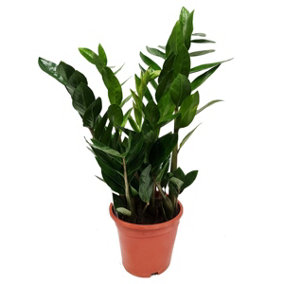 House Plant - ZZ Plant - 14 cm Pot size - 20-30 cm Tall - Zamioculcas Zamiifolia - Indoor Plant