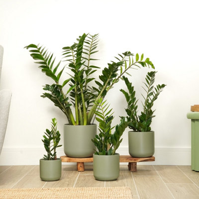 House Plant - ZZ Plant - 17 cm Pot size - 50-70 cm Tall
