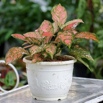 brasil philodendron bunnings Philodendron Brasil | Easy Indoor Live Potted Houseplant main image 0