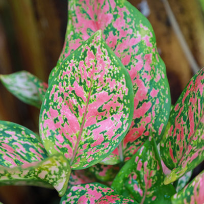 House Plants Aglaonema commutatum Red Valentine, Set of Six Chinese ...
