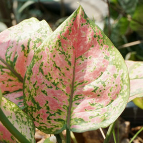 House Plants Aglaonema commutatum Red Valentine, Set of Three Chinese Evergreen, Pink Leaves, Indoor Plants in 6cm Pots, For Home,
