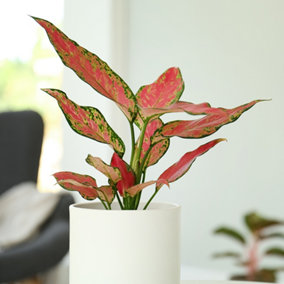 House Plants Aglaonema commutatum Red Zirkon, Set of Six, Chinese Evergreen, Pink Red Leaves, Indoor Plants in 6cm Pots, For Home,