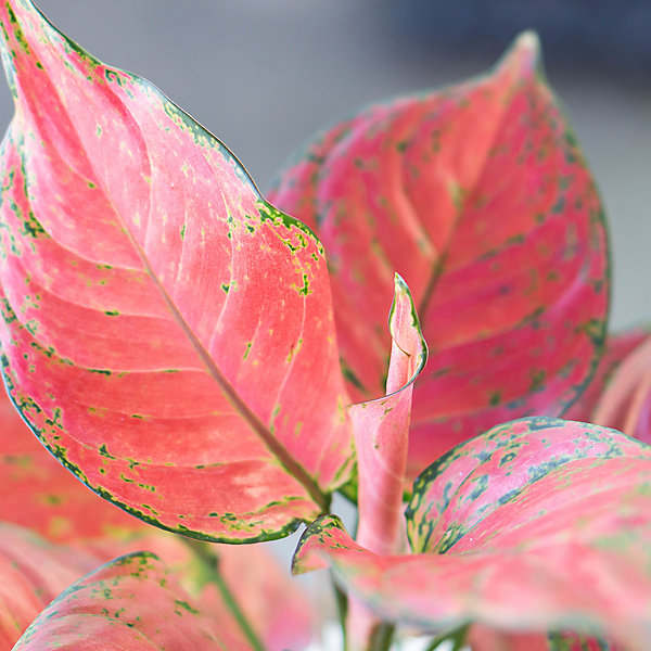 House Plants Aglaonema commutatum Red Zirkon, Set of Six House Plants Aglaonema commutatum Red Zirkon, Set of Six