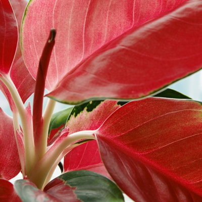 House Plants Aglaonema commutatum Red Zirkon, Set of Six, Chinese