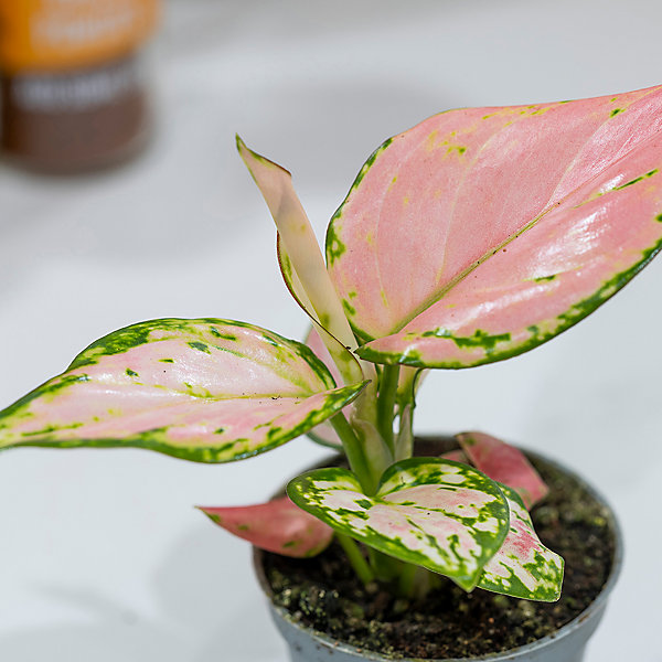 House Plants Aglaonema commutatum Red Zirkon, Set of Three House Plants Aglaonema commutatum Red Zirkon, Set of Three