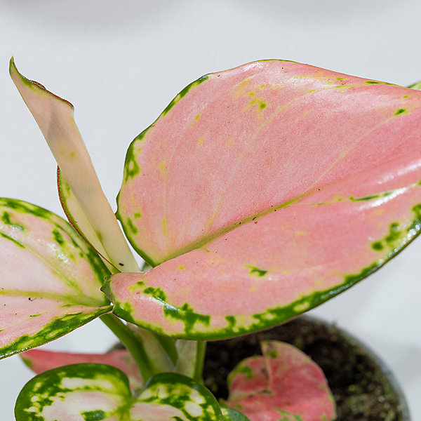 House Plants Aglaonema commutatum Red Zirkon, Set of Three House Plants Aglaonema commutatum Red Zirkon, Set of Three