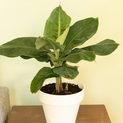 House Plants, Baby Banana Plants, Set of Six, Musa acuminata, Tropical ...