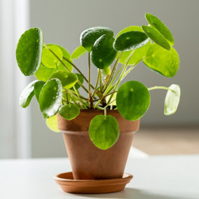 House Plants, Chinese Money Plants, Pilea peperomioides, Set of Six, Round Leaves, Indoor Plants in 6cm Pots, For Home, Office or