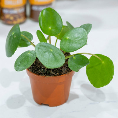House Plants, Chinese Money Plants, Pilea peperomioides, Set of Six, Round Leaves, Indoor Plants in 6cm Pots, For Home, Office or