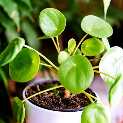 golden pothos for sale Urban Jungle Pothos Golden in 4-inch Grower Pot (Live Plant) main image 0