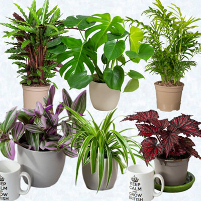 bella zz plant ZZ Plant  Fragrance Plants and Flowers