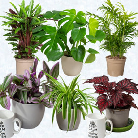 House Plants Indoor - Mix of 6 Real House Plants in 13cm Growers Pots
