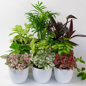 House Plants Indoor - Mix of 9 Real House Plants in 9cm Growers Pots