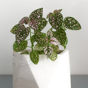 House Plants Polka Dot, Hypoestes phyllostachya Super Pink, Set of Six, Indoor Plants in 6cm Pots, For Home, Office or Living Room