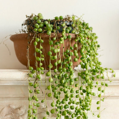 House Plants String of Beads, Senecio herreanus, Set of Three, Tropical ...