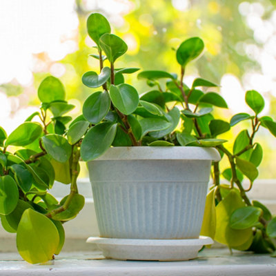 House Plants, Trailing Jade Peperomia rotundifolia, Set of Three, Indoor Plants in 6cm Pots, For Home, Office or Living Room